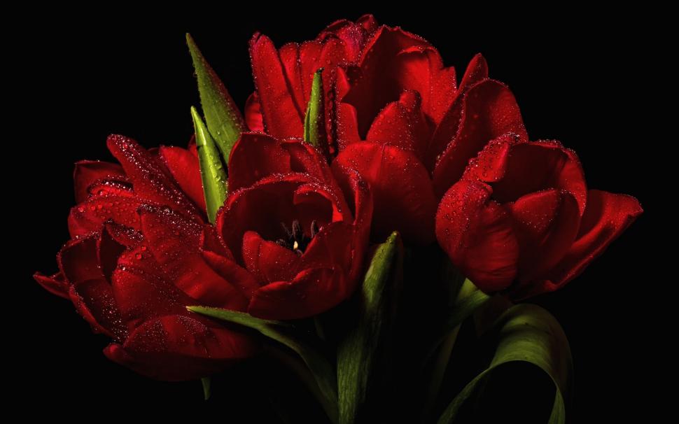 Red Tulips Bouquet wallpaper,red tulips HD wallpaper,tulips HD wallpaper,bouquet HD wallpaper,2880x1800 wallpaper