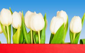 White tulip wallpaper thumb