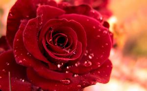 Beautiful Rose  Images HD wallpaper thumb