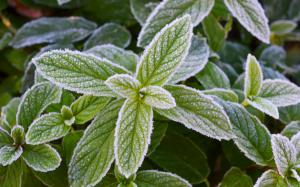 Frost green mint leaves wallpaper thumb