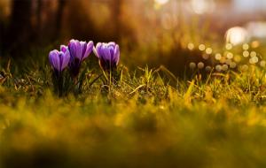 Violet flowers in grass wallpaper thumb