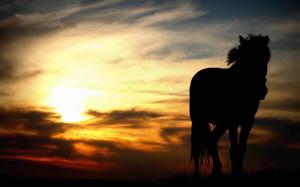 Horse Sunset Sunlight HD wallpaper thumb