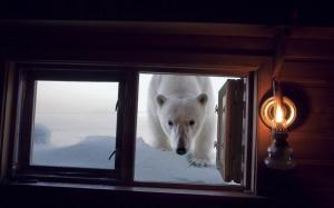 Polar Bear at the window wallpaper thumb
