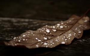 Autumn Leaf With Water Drops wallpaper thumb