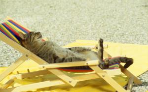 Cat relaxing on lounge chair wallpaper thumb