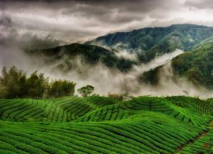 Tea plantations wallpaper thumb