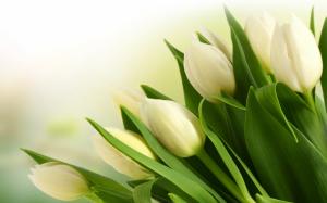 White tulip flower bouquet close-up wallpaper thumb