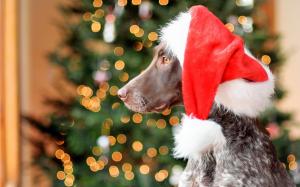 German Shorthair dog, red hat, Christmas, glare wallpaper thumb