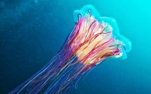 Jellyfish wallpaper thumb