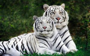 White Bengal Tigers Widescreen wallpaper thumb