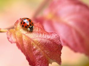 Red leaf, insect ladybug wallpaper thumb