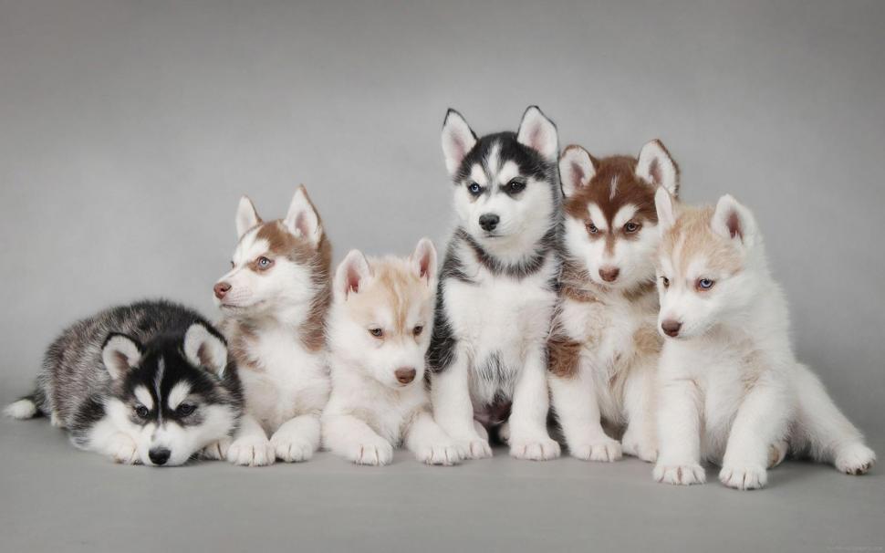 6 Husky puppies so cut wallpaper,animal HD wallpaper,dog HD wallpaper,husky HD wallpaper,puppy HD wallpaper,1920x1200 wallpaper