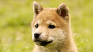 Akita Dog  High Resolution Stock Images wallpaper thumb