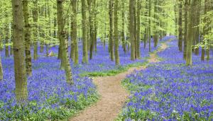 Bluebells, Ashridge Forest, Hertfordshire, Engl wallpaper thumb