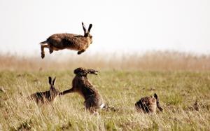 Hares in field nature wallpaper thumb