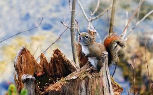 Squirrel on Branch wallpaper thumb