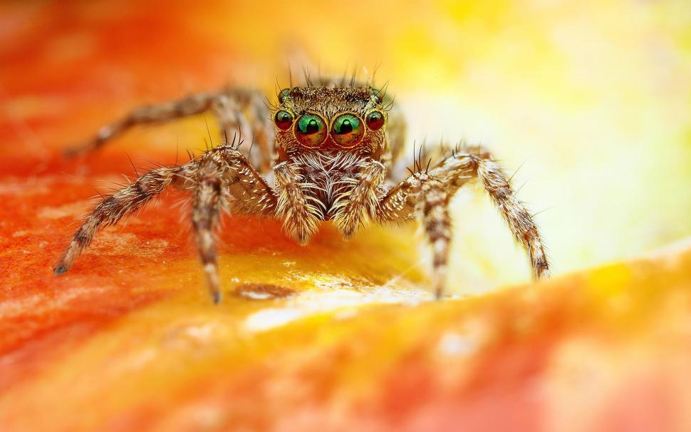Scary Spider wallpaper,scary HD wallpaper,spider HD wallpaper,1920x1200 wallpaper