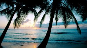 Ocean sunset palm trees wallpaper thumb