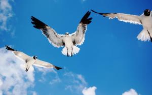 Seagulls Attack wallpaper thumb