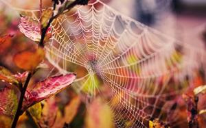 Cobweb, water drops, red leaves, autumn wallpaper thumb