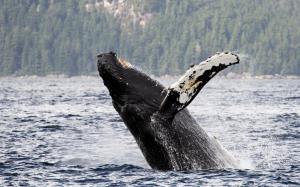 Humpback whale, Alaska wallpaper thumb