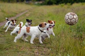 Dogs play football wallpaper thumb