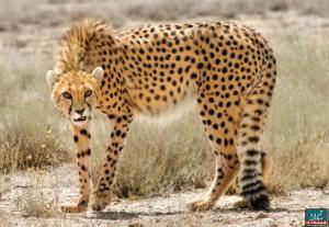 Iran, Cheetahs, Animals, Look wallpaper thumb