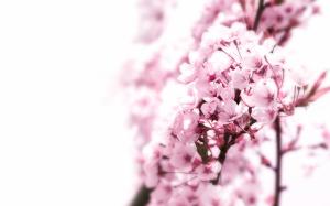 Cherry Blossom Flower Tree HD wallpaper thumb