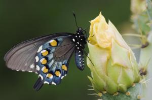 Pipe Vine Swallowtail Butterfly. wallpaper thumb