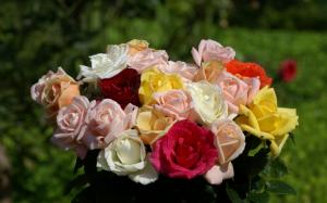 A Lovely Bouquet Of Different Colored Roses. wallpaper thumb