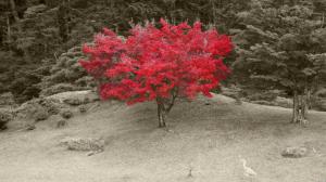 Lone Red Maple wallpaper thumb