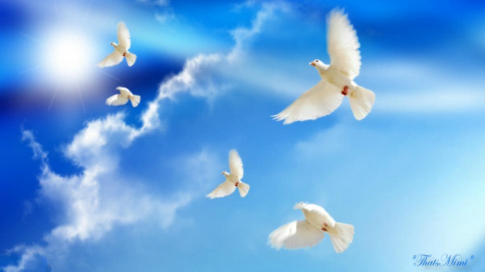 ~*~ Doves Peace ~*~ wallpaper,blue HD wallpaper,doves HD wallpaper,peace HD wallpaper,clouds HD wallpaper,1920x1080 wallpaper