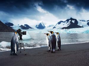 Penguin Moviestars wallpaper thumb