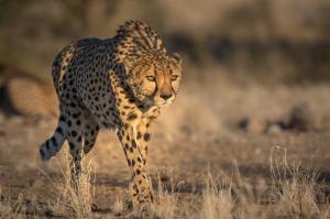 Cheetah wildlife wallpaper thumb