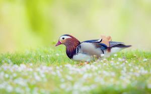 Mandarin duck in the grass, blur background wallpaper thumb
