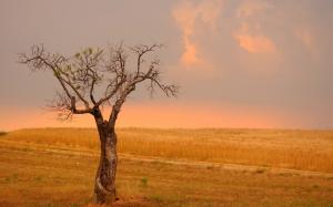 Lonely tree, fields, wheat, yellow style wallpaper thumb