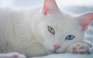 White cat green blue eyes wallpaper thumb