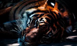 animal, zoo, tiger, predator, lion, carnivore, big cat, wild animal wallpaper thumb