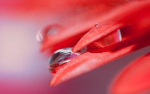 Red Leaf Drops HD wallpaper thumb