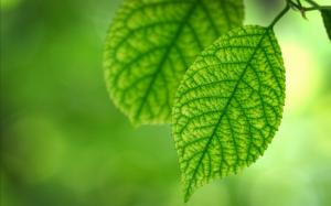 Fresh green leaves of spring wallpaper thumb