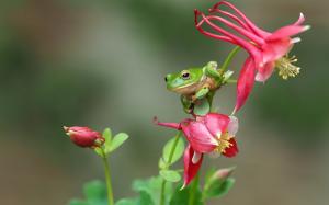 Green frog, treefrog, red flowers wallpaper thumb