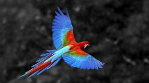 Macaw Colors HD wallpaper thumb
