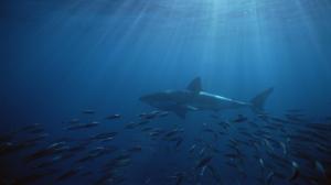 Islands South Australia Neptune Great White Shark Iphone wallpaper thumb