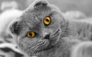 Scottish fold cat, yellow eyes wallpaper thumb