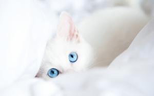 White Kitty with Blue Eyes wallpaper thumb