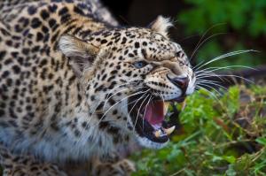 Angry Leopard wallpaper thumb