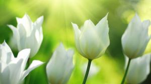 White tulips flowers in spring wallpaper thumb