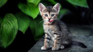 Cat sticking out tongue wallpaper thumb