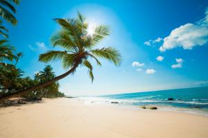 sea, sand, palm trees, surf wallpaper thumb