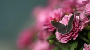 Butterfly on Pink Flower wallpaper thumb